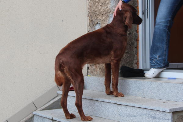 Irish Red Setter-Hündin LUNA aus Luxemburg sucht ... 8856829urf