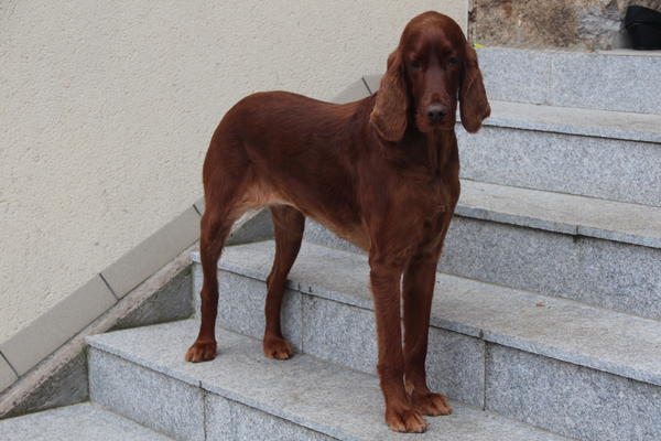 Irish Red Setter-Hündin LUNA aus Luxemburg sucht ... 8856830jmt