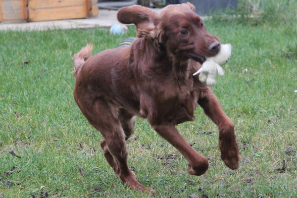 Irish Red Setter-Hündin LUNA aus Luxemburg sucht ... 8856832llr