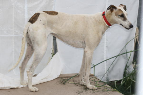 Galga CLARA aus Ramonete sucht ... 8872214qjt