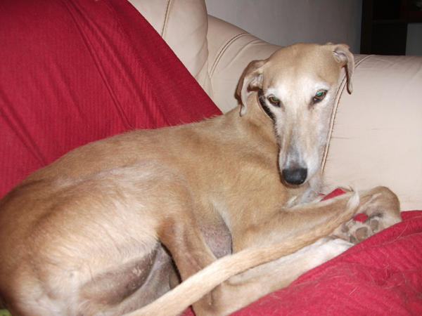 Galga POPPY aus Ramonete sucht ... 8885217lsj