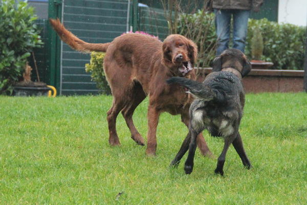 Irish Red Setter-Hündin LUNA aus Luxemburg sucht ... 8912600gio