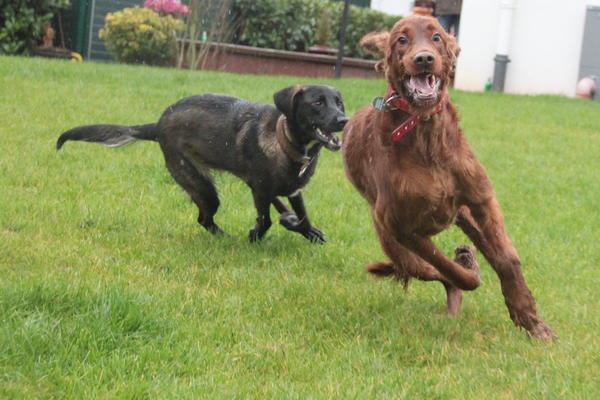 Irish Red Setter-Hündin LUNA aus Luxemburg sucht ... 8912602nee