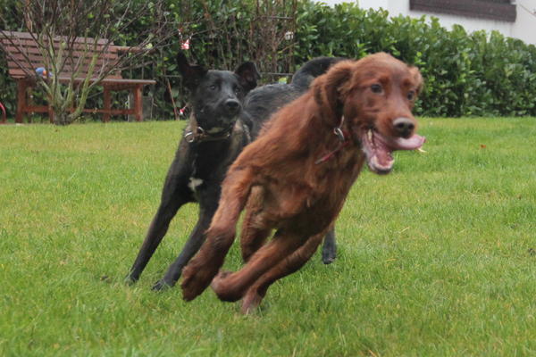 Irish Red Setter-Hündin LUNA aus Luxemburg sucht ... 8912629znc