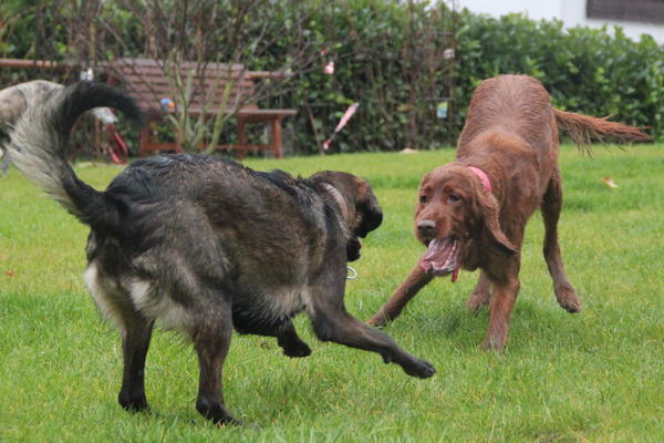 Irish Red Setter-Hündin LUNA aus Luxemburg sucht ... 8912631fzp