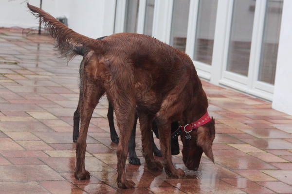 Irish Red Setter-Hündin LUNA aus Luxemburg sucht ... 8912640kai