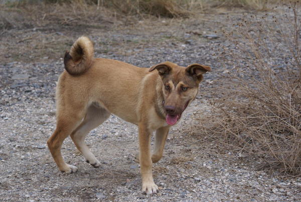 Mischlingshund LINUS aus Ramonete sucht ... 8941514vbu