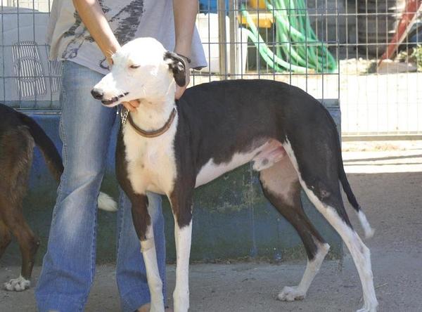 Galgo Indio aus Jerez sucht ... 8951982jfu