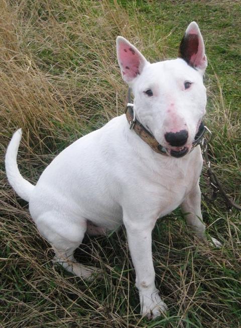 Bullterrier-Gentleman sucht Lebensplatz 8958073qis