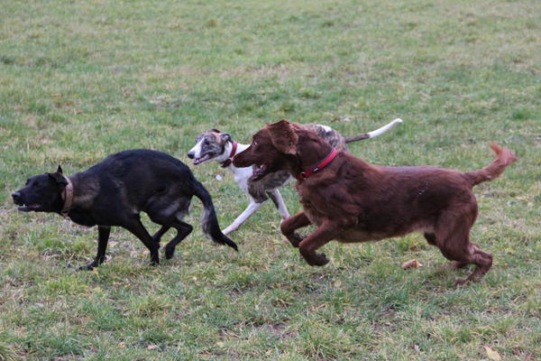 Irish Red Setter-Hündin LUNA aus Luxemburg sucht ... 9023796ysb