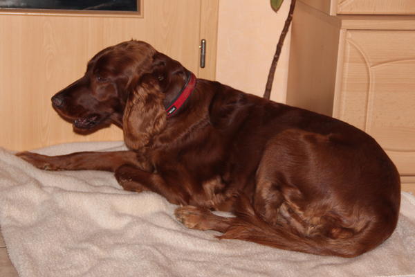 Irish Red Setter-Hündin LUNA aus Luxemburg sucht ... 9023801xnf