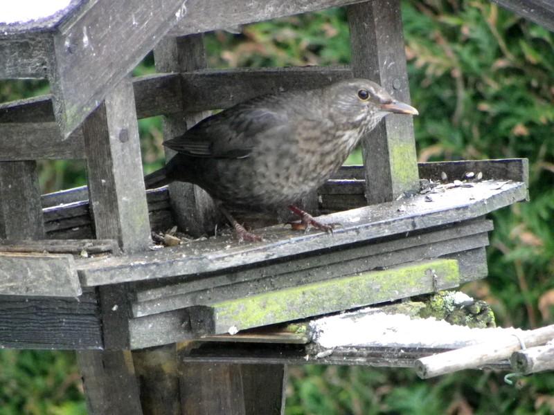 Les oiseaux de nos jardin - Page 2 9048153kmk