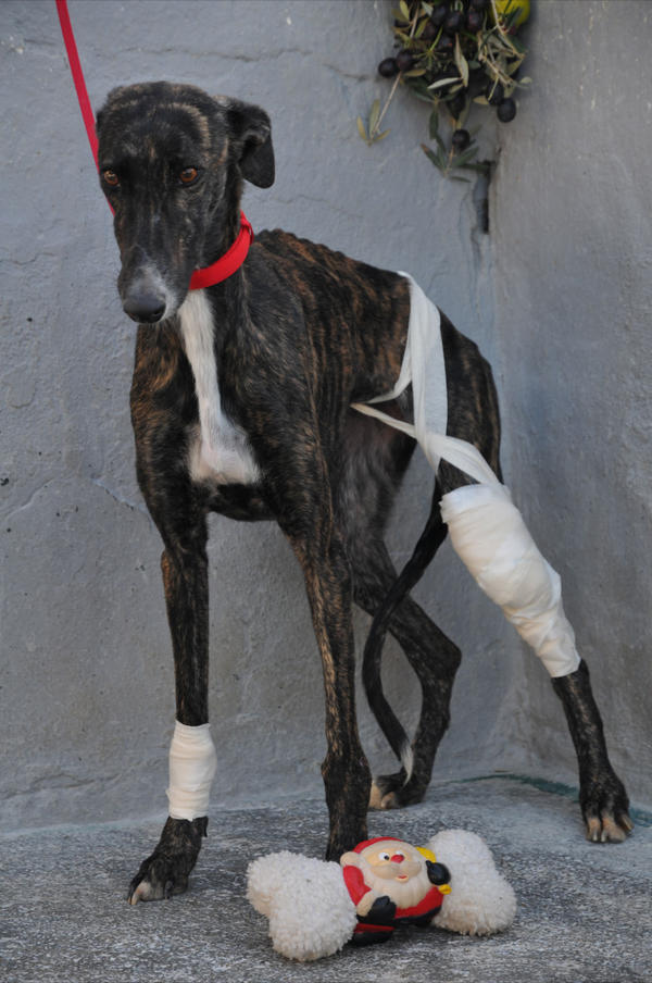 Galga Sybil (jetzt BILLIE) aus San Anton sucht ... 9080995txt