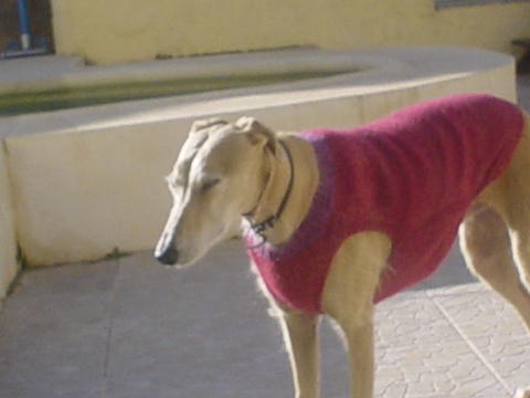 Galga POPPY aus Ramonete sucht ... 9089743jgz