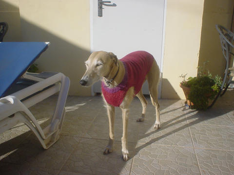 Galga POPPY aus Ramonete sucht ... 9089744eia