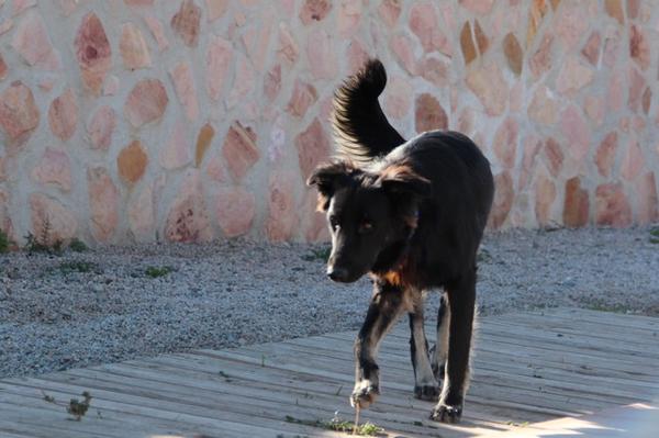 Mischling ANUBIS aus Ramonete sucht ... 9171552mad