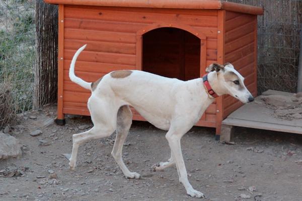 Galga CLARA aus Ramonete sucht ... 9183432raf