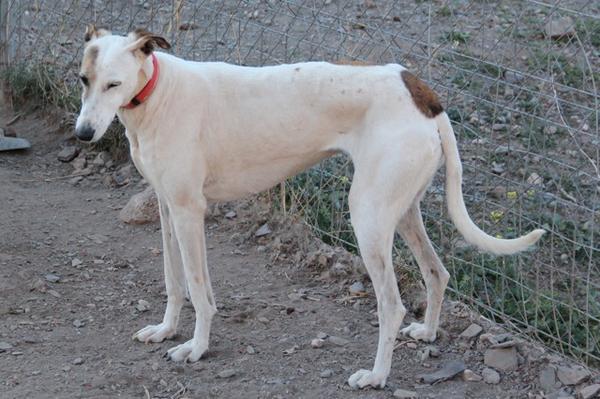 Galga CLARA aus Ramonete sucht ... 9183434uvk