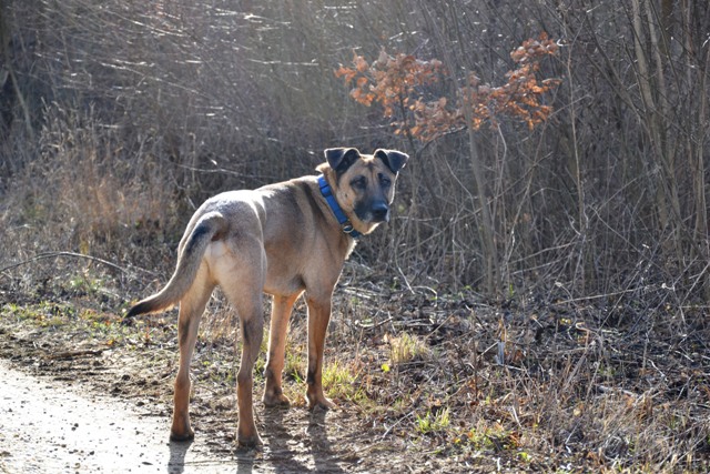 Malinois Mix Zento auf der Suche nach seiner Familie 9185968tig