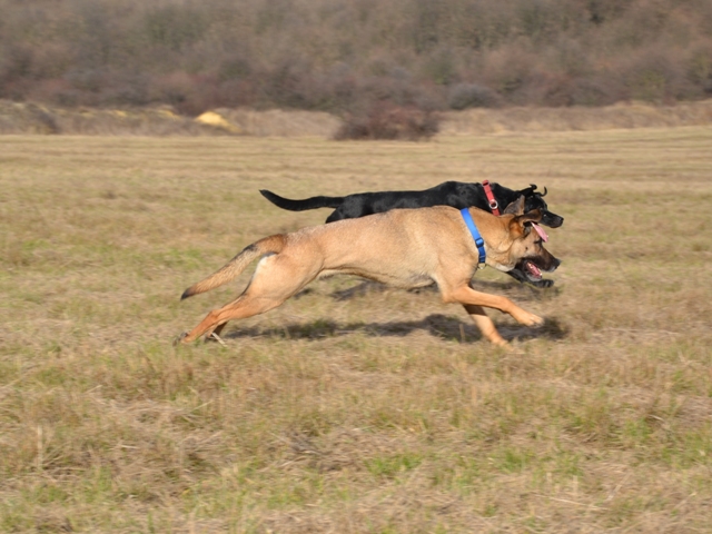 Malinois Mix Zento auf der Suche nach seiner Familie 9185976eeu