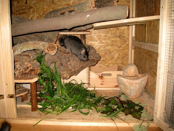 Was gibt es heute bei euren Chinchillas zu futtern - Seite 4 9189706ucr