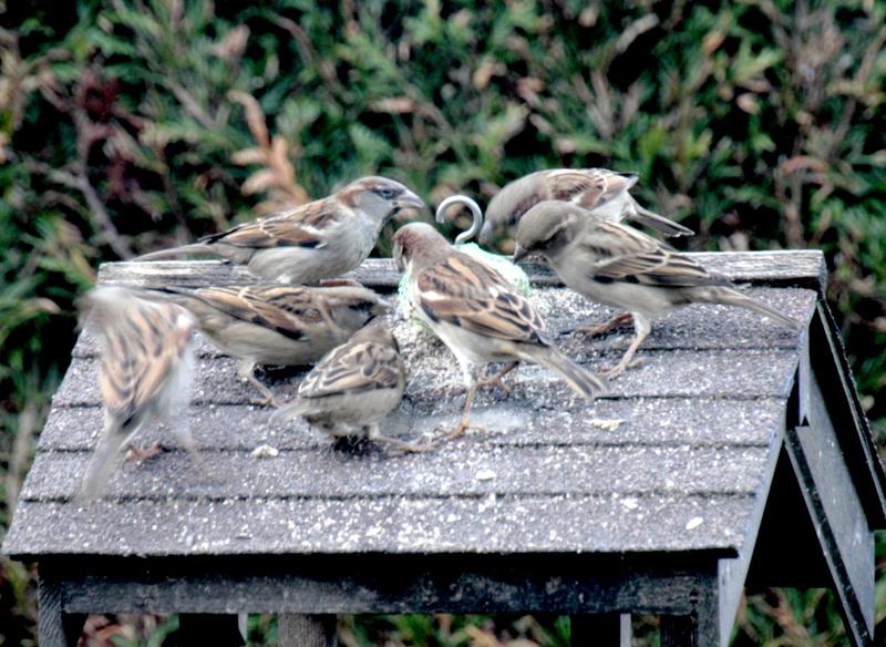 Les oiseaux de nos jardin - Page 3 9190891drk