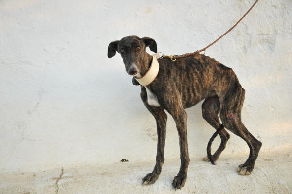 Galga Sybil (jetzt BILLIE) aus San Anton sucht ... 9263290voi