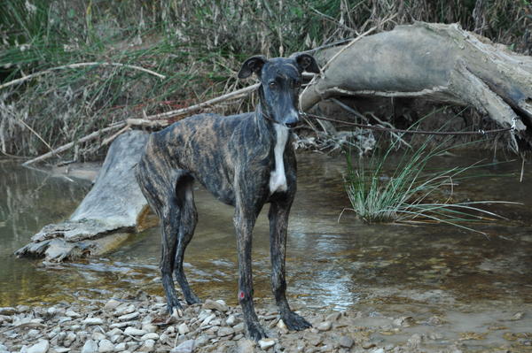 Galga Sybil (jetzt BILLIE) aus San Anton sucht ... 9263292ezq