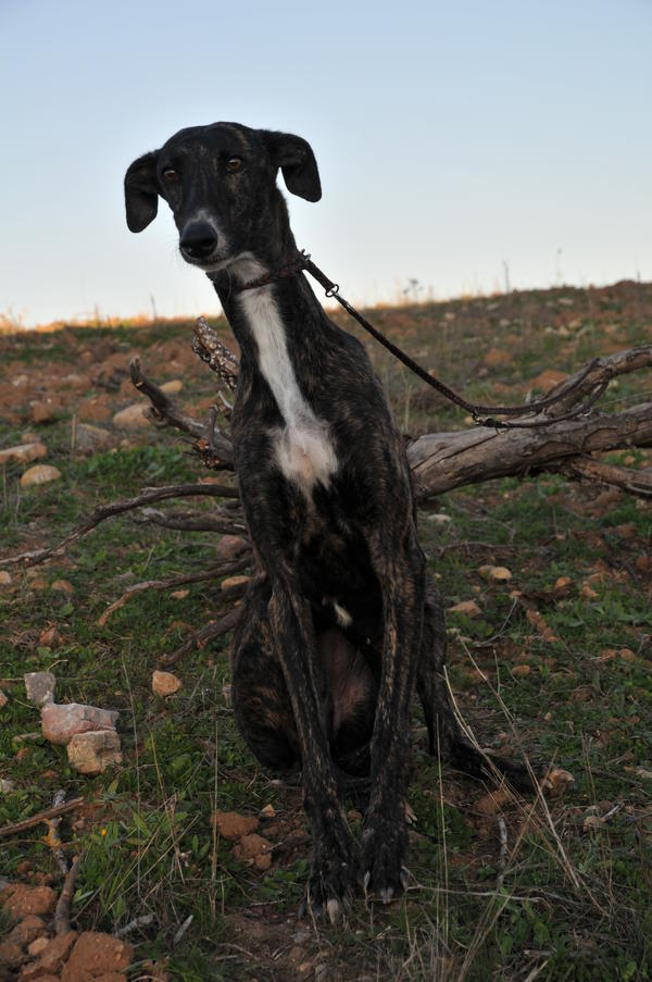 Galga Sybil (jetzt BILLIE) aus San Anton sucht ... 9263295lny