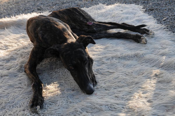 Galga Sybil (jetzt BILLIE) aus San Anton sucht ... 9263296zoz