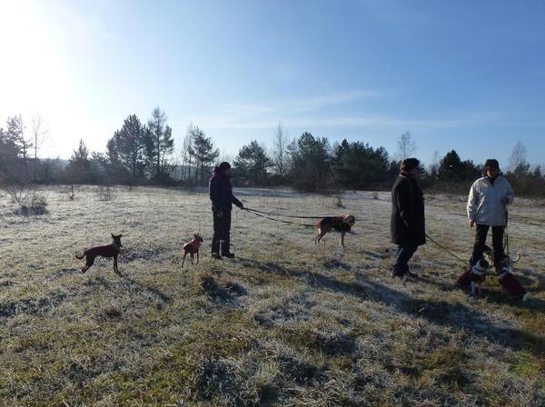 Galga POPPY aus Ramonete sucht ... - Seite 2 9269802dit