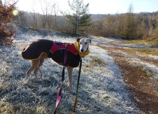 Galga POPPY aus Ramonete sucht ... - Seite 2 9269807svq