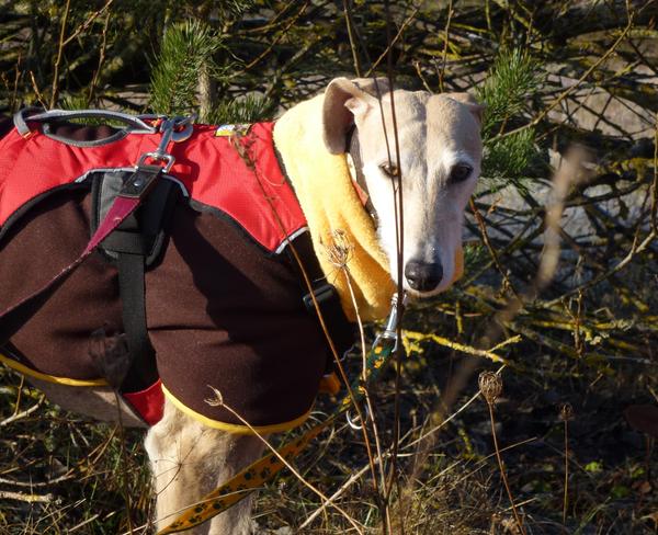 Galga POPPY aus Ramonete sucht ... - Seite 2 9269817leo