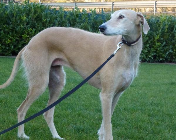 Galga POPPY aus Ramonete sucht ... - Seite 2 9269819omx