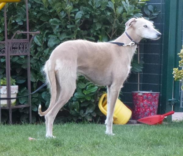 Galga POPPY aus Ramonete sucht ... - Seite 2 9269822nqq