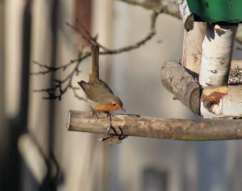 Les oiseaux de nos jardin - Page 4 9278596cjs