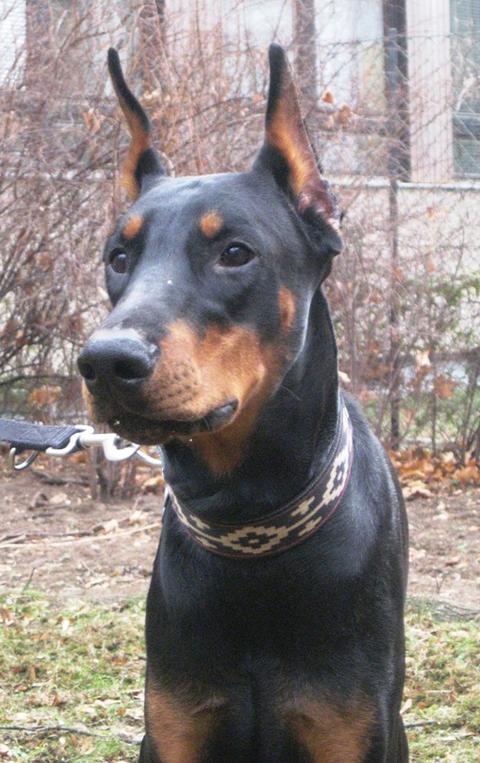 Dobermannrüde, geb.02/2011 sucht einfühlsame Leute 9279127ebp