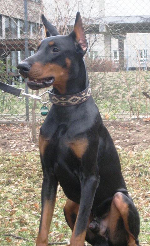 Dobermannrüde, geb.02/2011 sucht einfühlsame Leute 9279128qrv