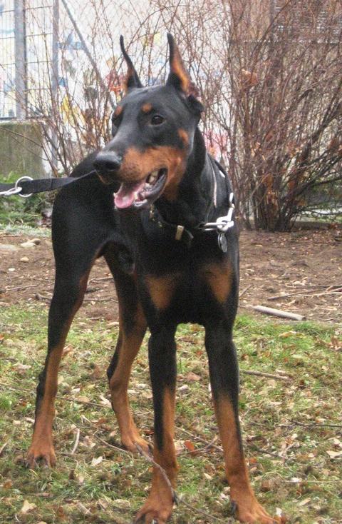 Dobermannrüde, geb.02/2011 sucht einfühlsame Leute 9279129iwd