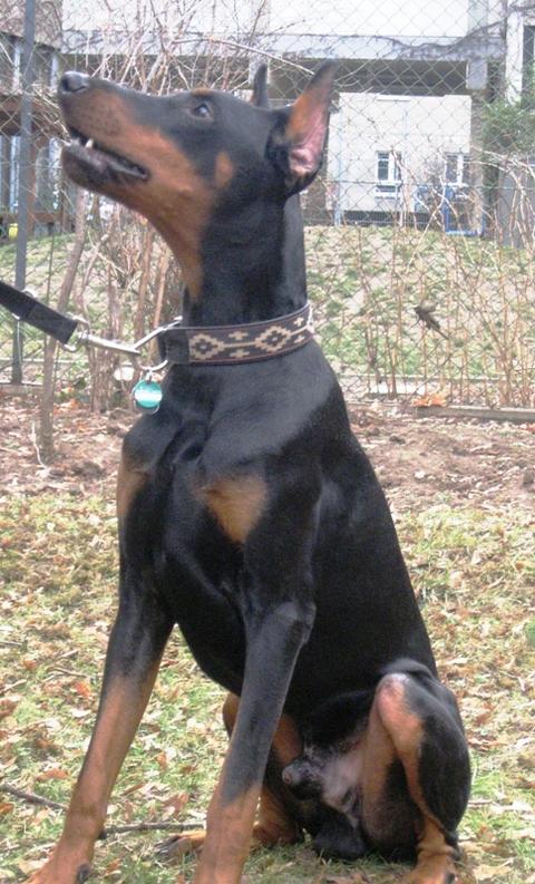 Dobermannrüde, geb.02/2011 sucht einfühlsame Leute 9279131yqv