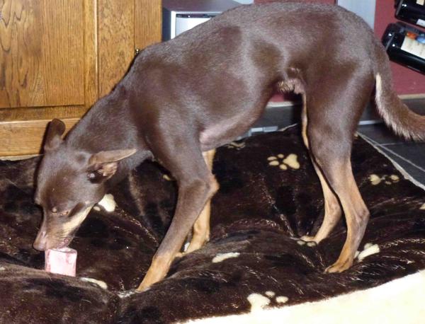 Galga POPPY aus Ramonete sucht ... - Seite 2 9295355kud