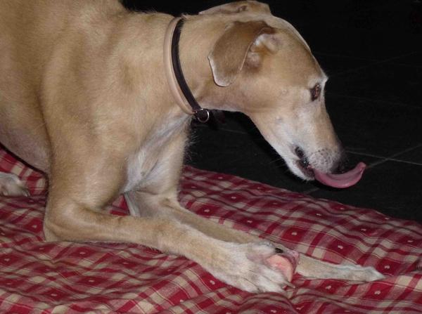 Galga POPPY aus Ramonete sucht ... - Seite 2 9295361wtb