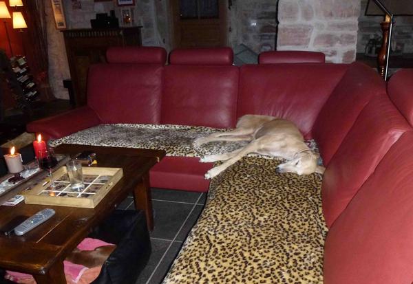 Galga POPPY aus Ramonete sucht ... - Seite 2 9295362yes