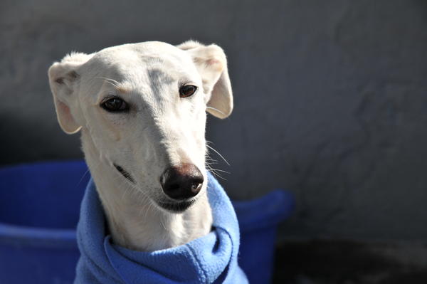 Galga Joyceta (jetzt JOY) aus San Anton sucht ... 9306248xbd