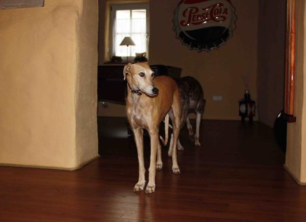 Galga POPPY aus Ramonete sucht ... - Seite 3 9338999abp