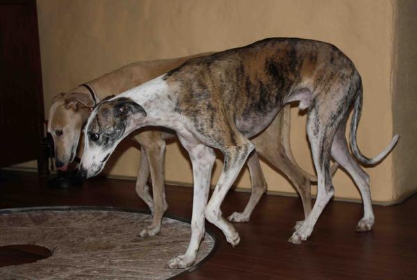 Galga POPPY aus Ramonete sucht ... - Seite 3 9339000obg