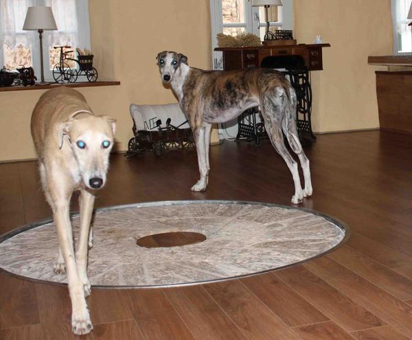 Galga POPPY aus Ramonete sucht ... - Seite 3 9339001dhn