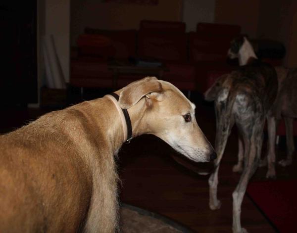 Galga POPPY aus Ramonete sucht ... - Seite 3 9339002wqy