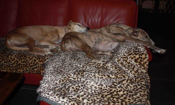 Galga POPPY aus Ramonete sucht ... - Seite 3 9346997acr