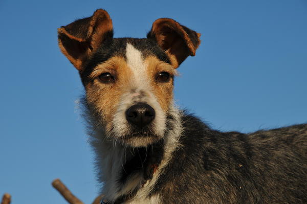 Terriermischling FOX aus San Anton sucht ... 9376571naw